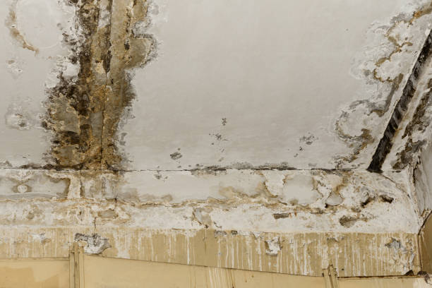 Best Mold Prevention Services  in Burke, VA